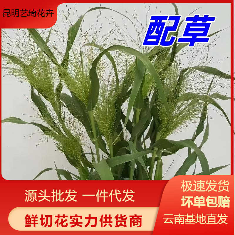 Fresh Cut Roses from Yunnan Base, Wholesale Flower Bouquets for Home Decoration and Scene Arrangement, Free Shipping