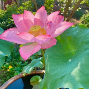 Lotus Seedlings, Lotus and Lotus Root Seedlings, Aquatic Ornamental Plants, Four-Season Planting, Water Quality Purification, River Greening Seedlings Wholesale