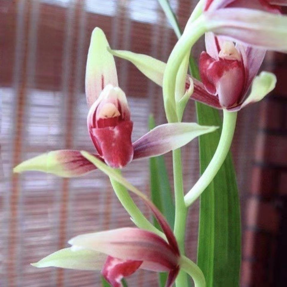 带花苞大国魂兰花浓香型室内花卉高档盆栽绿植