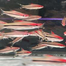 红眉一眉道人鱼灯鱼黑尾草缸群游观赏鱼热带淡水宠物鱼活体好养一