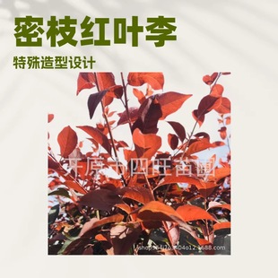 �½����ɸ��C�������~���� �ؽӼt�~�� �����t�~��С��a��