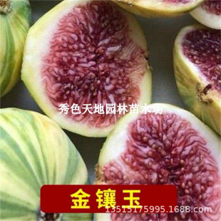 Gold Inlaid Jade Gold Aofen Fig Meiliya Fig Seedlings Extra Large Fruit Cold-Resistant North and South Planting Results in the Same Year