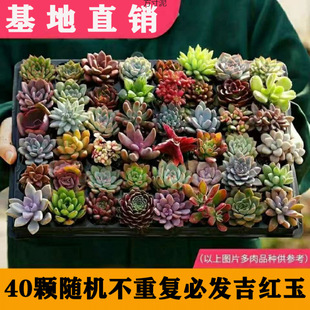 Succulent Small Potted Plant Set Combination Ruby ​​Jade Dew Chihuahua Office Balcony Super Cute and Cute Meat