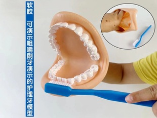 Advanced 6 times large nursing tooth model tooth construction model tooth model human oral model