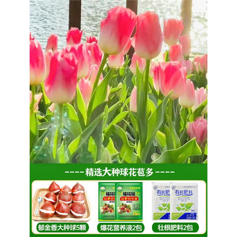 A21 peach tulip 3 big balls + nutrient solution + fertilizer