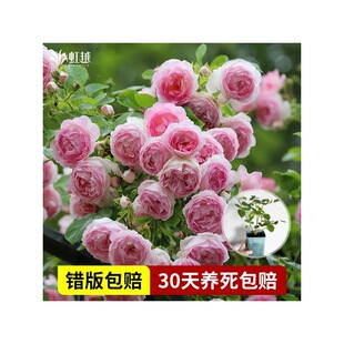 �¼���С��������ɳ��ʯ���傐�����{ɫ������Ů����Խ��ľ�ٱ�
