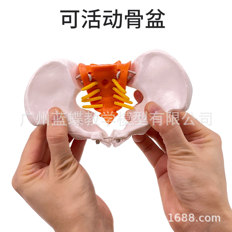 ��̬��ѧ����ɻŮ�Թ��輰�ӹ�ģ����ǻ�ṹ������׼��⿵��