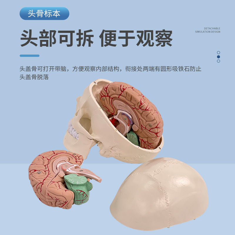 ҽѧ����ͷ­�Ǹ�����ģ�� ͷ��ģ�� 1:1­��ģ�ͽ����񾭿�ģ��