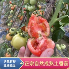 老品种农家自种有机番茄沙瓤露天小番茄新鲜自然熟西红柿孕妇水果