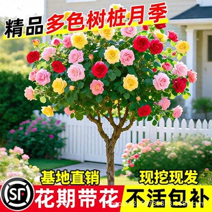 �����ǘ䘶�¼������ش󻨻�ֲ��ͥԺõ�厧������¼��ļ��_��