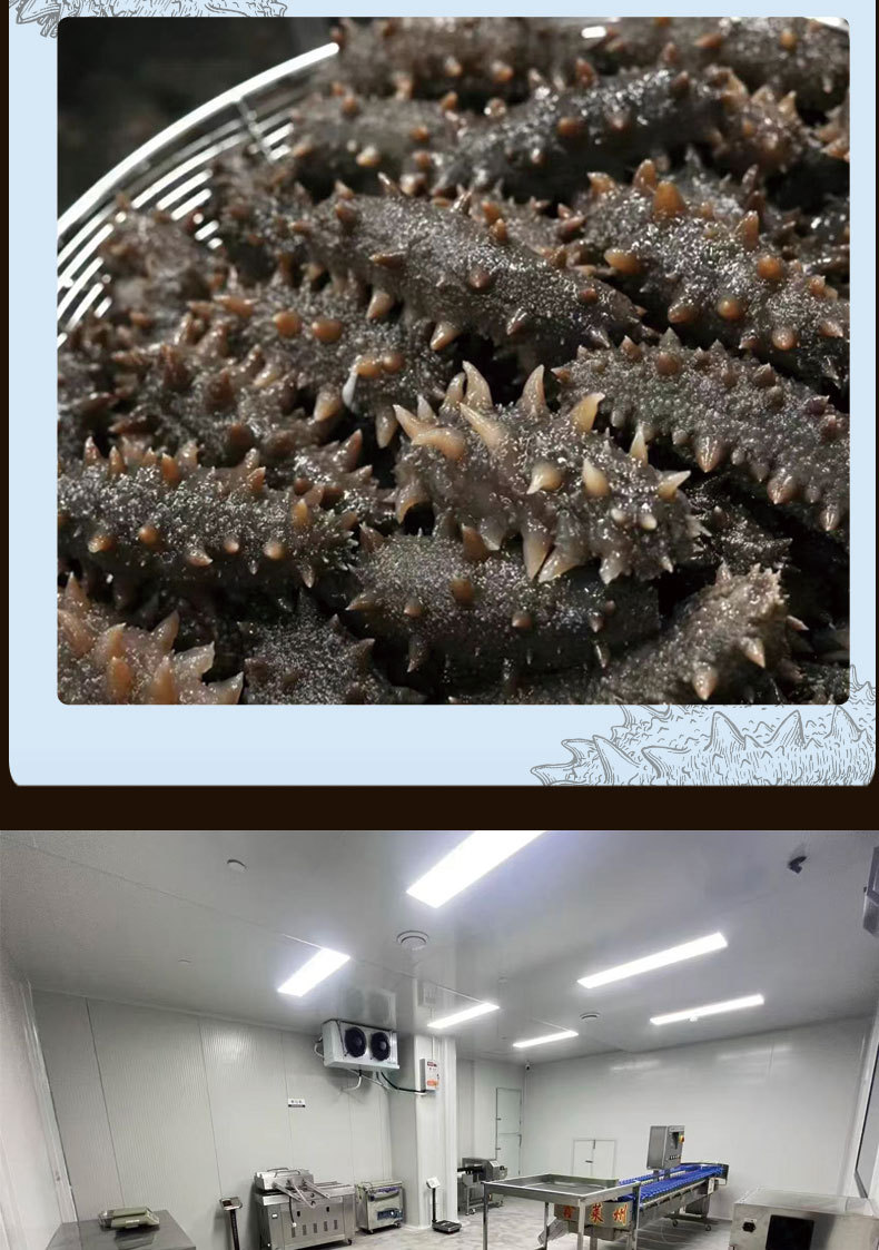 Ready to Eat Sea Cucumber Liaoning Dried Frozen Independent Pack 500g specifications