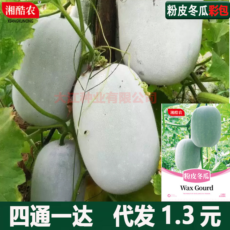 Farmhouse-Grown Winter Melon with Thin Skin and Abundant Flesh, Early-Maturing, High-Yield, Suitable for Spring, Summer, and Autumn Seasons; White-Skinned Winter Melon for Garden and Rural Vegetable Gardens Farmhouse-Grown Winter Melon with Thin Skin and Abundant Flesh, Early-Maturing, High-Yield, Suitable for Spring, Summer, and Autumn Seasons; White-Skinned Winter Melon for Garden and Rural Vegetable Gardens