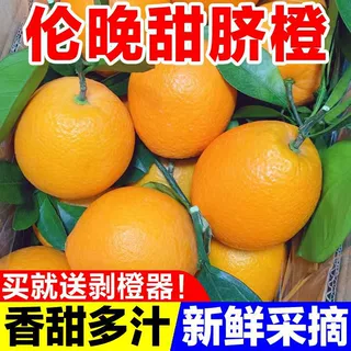 橙子伦晚脐橙秭归脐橙新鲜水果伦晚春橙5斤大果产地直发产地直发