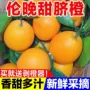 秭归大果产地直发脐橙