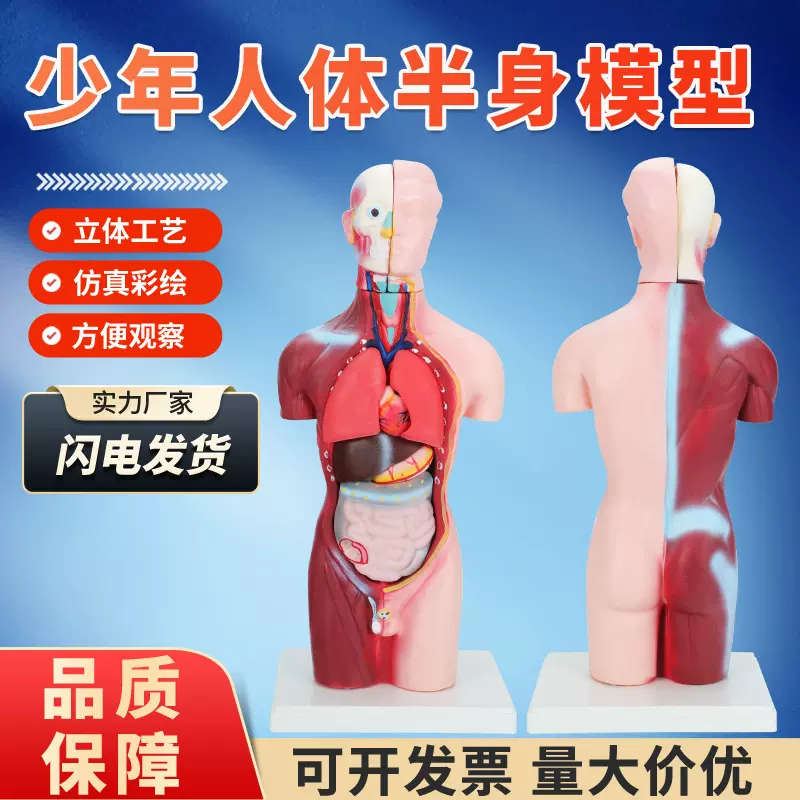 少年人体半身模型45/65/85cm高生物实验器材教学演示仪器组织模型