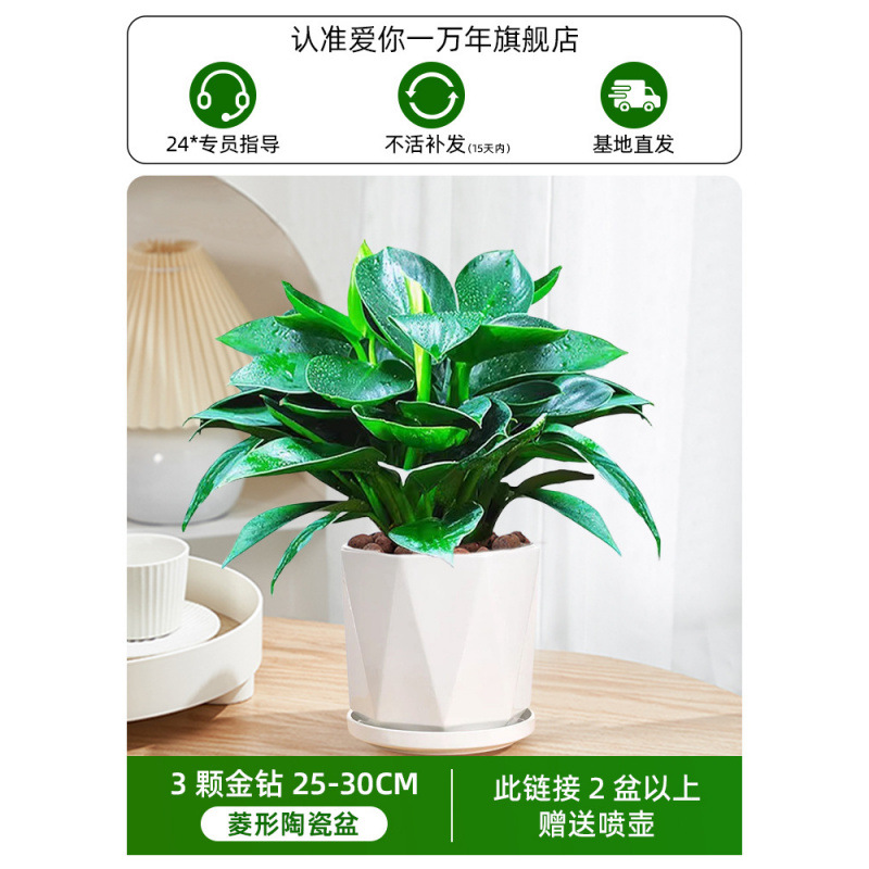 25-30cm 골드 다이아몬드 3개 + 다이아몬드 모양의 세라믹 세면대 + 영양액(2개 구매시 물병 무료)