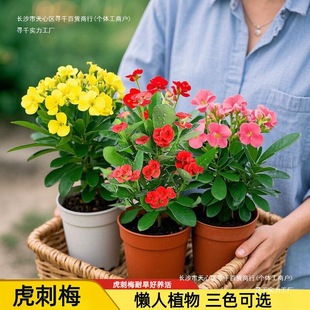 ��ʻ���÷ ��ɫ�F�������� �҃�ˮ�໨�ܺ��Bֲ��͏d����ȩ�Gֲ