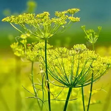 �������������㾫�� ����ԭ���䷽ƿ�b �H��η�����ԭ��