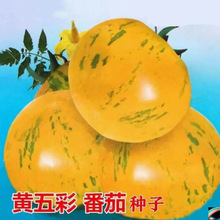 五彩番茄种籽四季蔬菜种植阳台庭院大田栽种菜籽【约100粒】