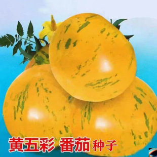 ��ʷ��ѷN���ļ��߲˷Nֲ�̨ͥԺ�����ԷN���ѡ��s100����