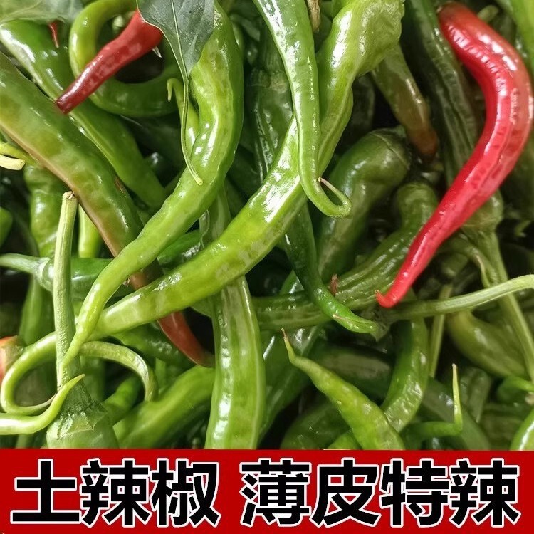 Hunan Local Chili Seeds, Old Variety Line Pepper Seeds, Hybrid High-Yield Small Pepper Seeds, Support Wholesale and Dropshipping Hunan Local Chili Seeds, Old Variety Line Pepper Seeds, Hybrid High-Yield Small Pepper Seeds, Support Wholesale and Dropshipping