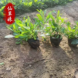 宿根花卉;一二年生花卉;灌木