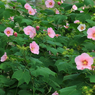 ľܽ�� ���@�G�� ľ�� ���� �軨 �е���ľ