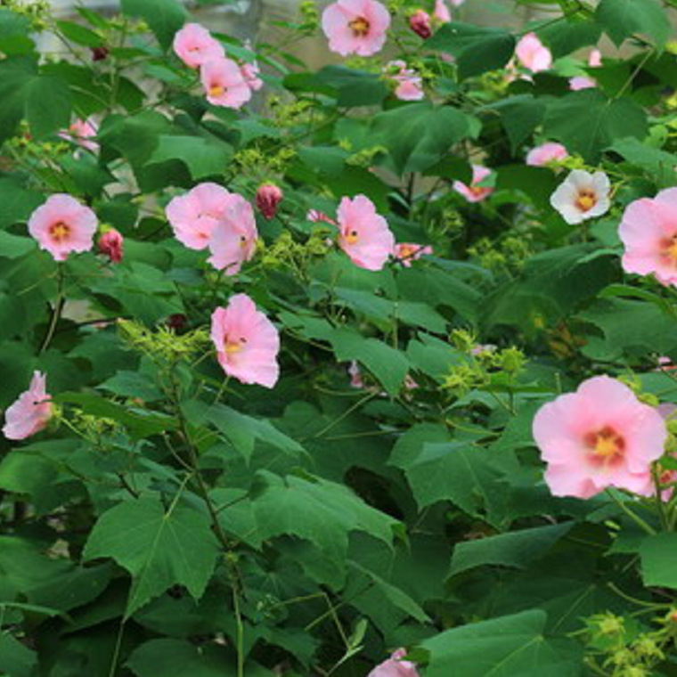 Hibiscus Park Greening Hibiscus Cypress Camellia Street Shrubs