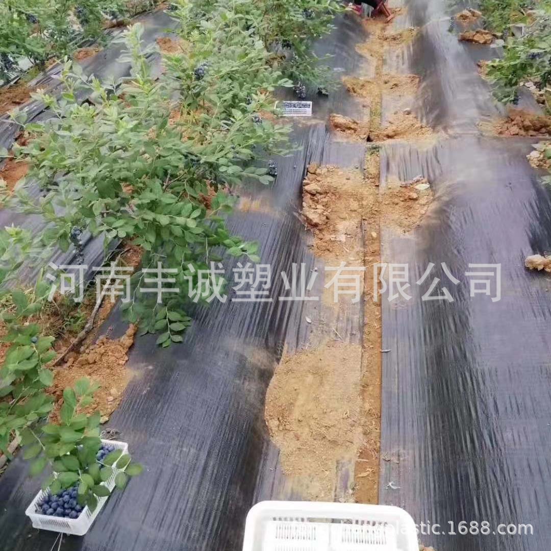 供应pp除草布果园菜地农用园艺地布 白色绿色黑色编织抑草布