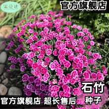 五彩石竹种子多年生耐寒北方室外四季开花不断易种活花种阳台景观