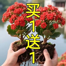 ��������Դ��ذ��ļ��_���������҃��⻨��ֱ�N���������L�ۻ�