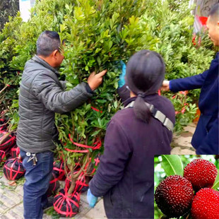 �����֗�÷�� �ؑc��÷�����l �|�� ��÷ ����