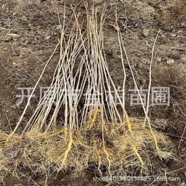 苗圃批发黄柏树苗绿化造林苗木黄菠萝小苗黄檗树苗川黄柏