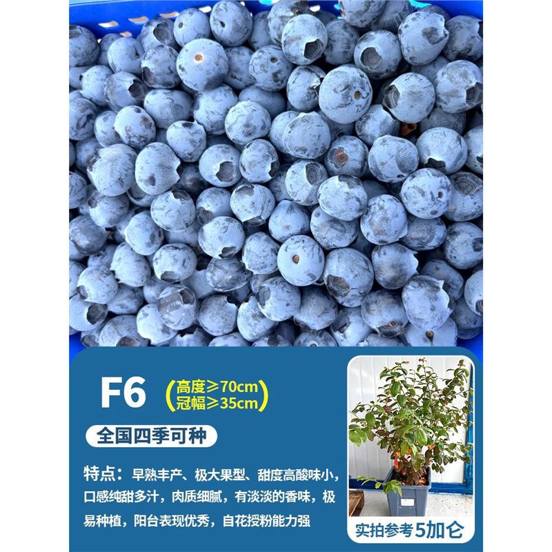 [꽃이 있는 특대 모종] 5갤런 F6 (높이 70cm + 크라운 폭 40cm 이상) 수입 베이스