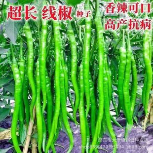 �ྀ���N�Ӹ߮a�����l������΢���N���������r���L�����N��