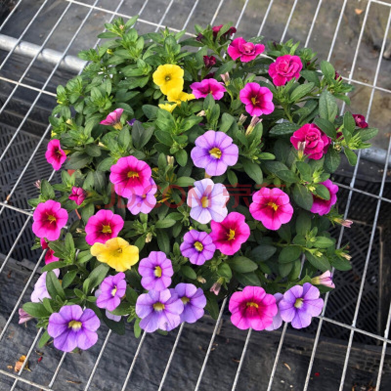 【矮牵牛花】阳台盆栽种植庭院种球种子花种马蹄莲彼岸花