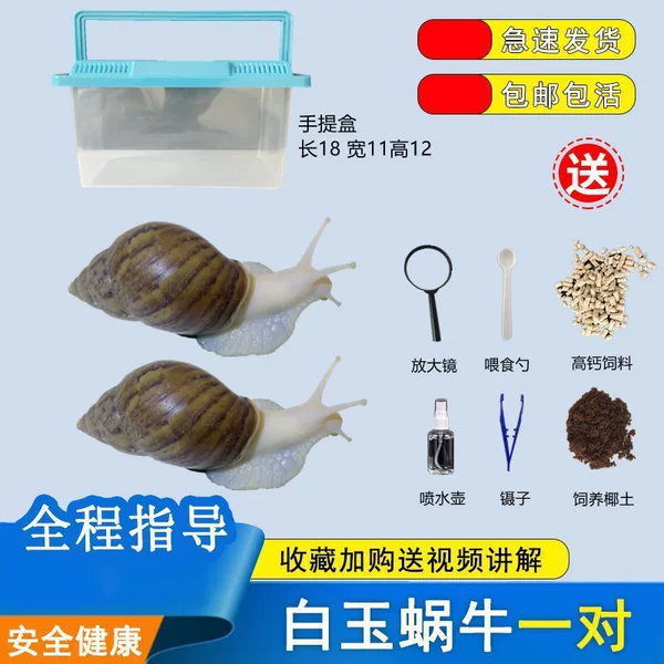 Snails, 200G