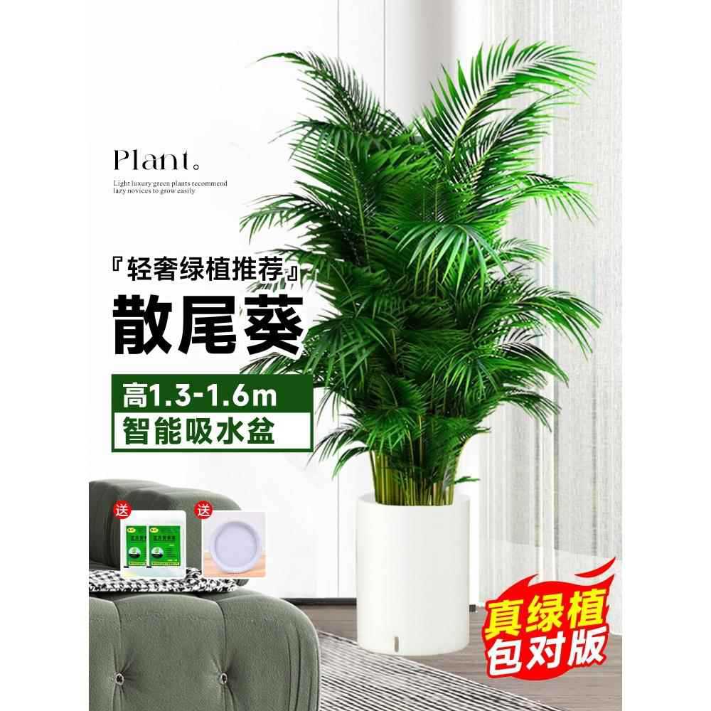 [Door to Door Delivery] 고품질 느슨한 꼬리 해바라기 1.3- 1.7m 그루★스마트 물통★사계절 상록수 애완동물