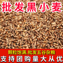 新黑小麦带皮黑小麦粒批发 黑麦 米食用黑麦粒种子杂粮散装