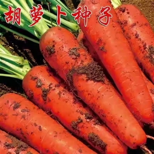 �����}���t�}���N���ļ����߮aˮ���}���߲˷N�Ӱ��}���Ž�ɢ�b