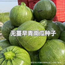 无蔓早青南瓜种子早熟短藤无蔓农户大田高产春夏季蔬菜种