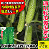 Huayu Tangshan Autumn Gourd Seed Seeds Manufacturer wholesale Cuisha Garden Fruit Cucumber Cucumber Autumn Cucumber Cucumber Cucumber Seeds Spring and Autumn Seed