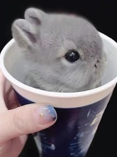 宠物兔活物茶杯长不大不咬人迷你侏儒儿童养猫猫兔荷兰垂耳兔活体