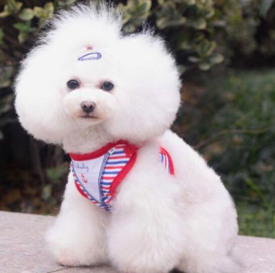 Liquidación de correas para perros de primavera y verano, arnés de mezclilla para gatos, correas para mascotas, suministros para perros, adecuadas para Teddy y gatos.