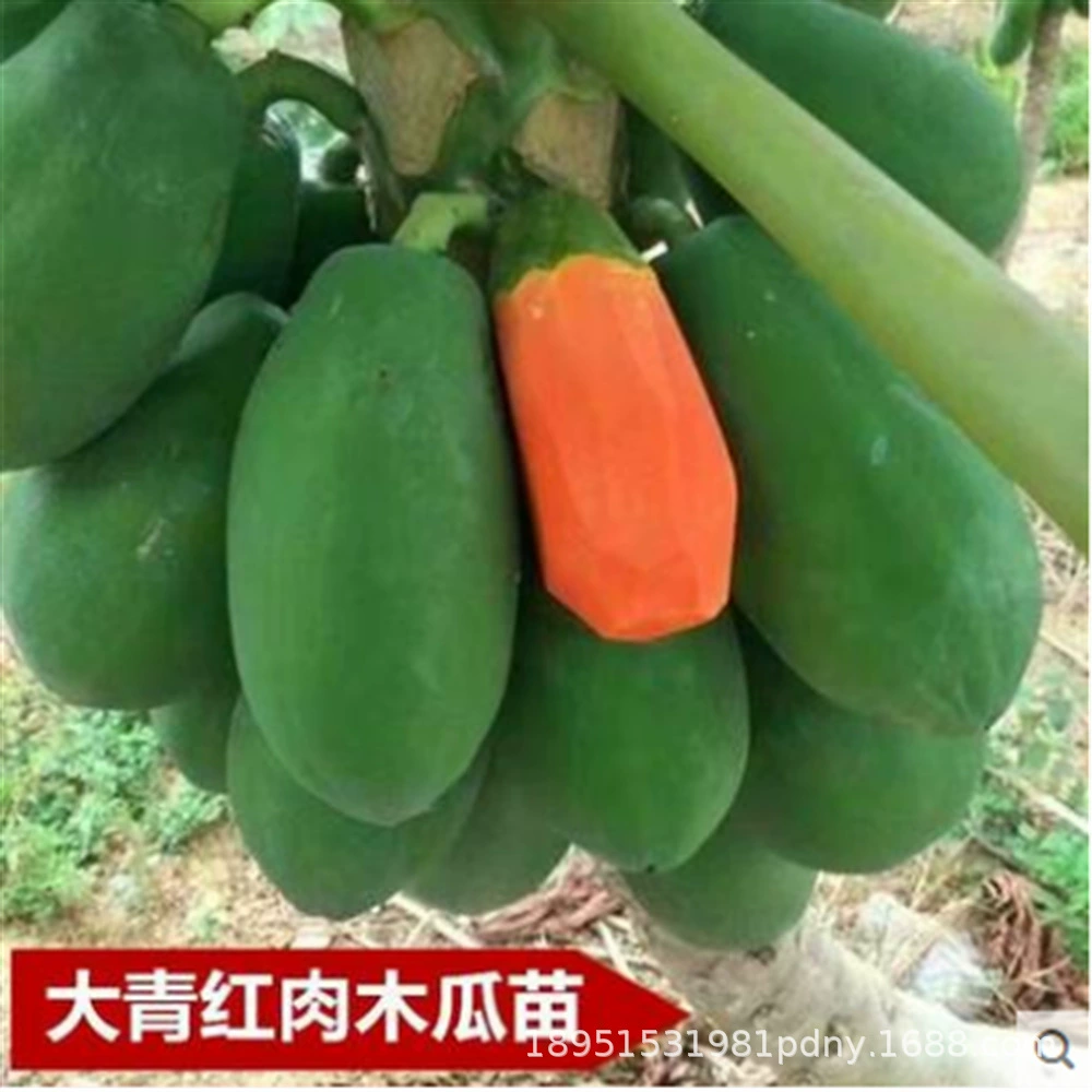 Саженцы папайи высаживают на юге в четыре сезона с кристаллическим сахаром и молоком. Большие зеленые золотые саженцы плодоносят в том же году. Саженцы папайи высаживаются с карликом.