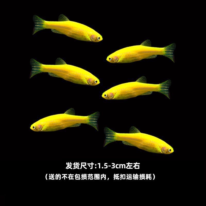 グッピー、フェニックステール、淡水、繁殖しやすく、育てやすい、純種のランプ科の小型熱帯魚観賞魚の稚魚|undefined