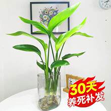 �����B�Gֲ���Լ��ú��B����ˮ����~ֲ���ļ������k���҃�