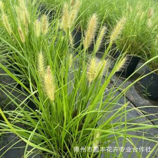 In-Stock Weeping Grass Seedlings Various Project Greening Seedling Bases Regular Weeping Grass Current Price