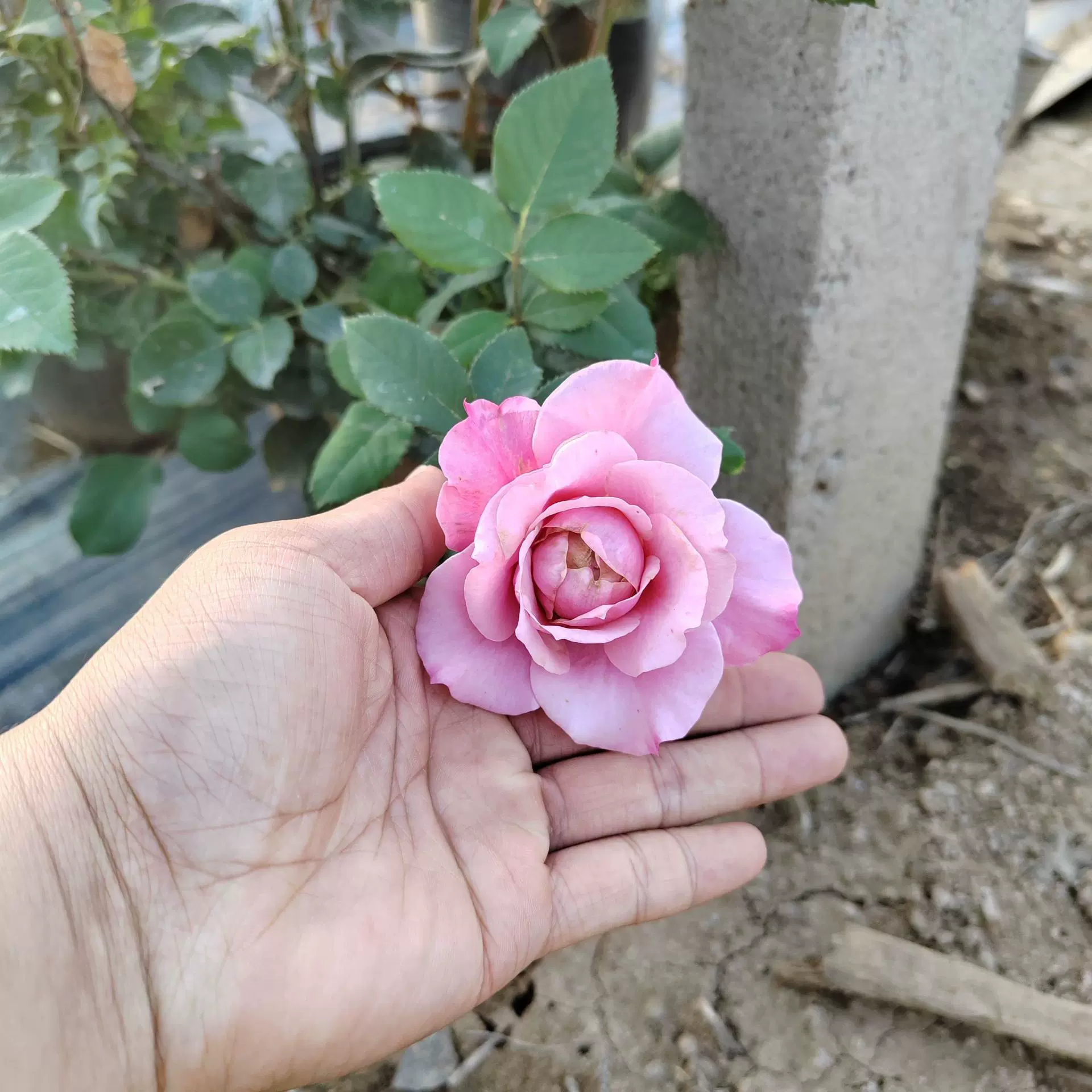 灌木月季朱丽叶花苗欧月浓香朱玫瑰阳台庭院盆地栽欧月月季盆栽