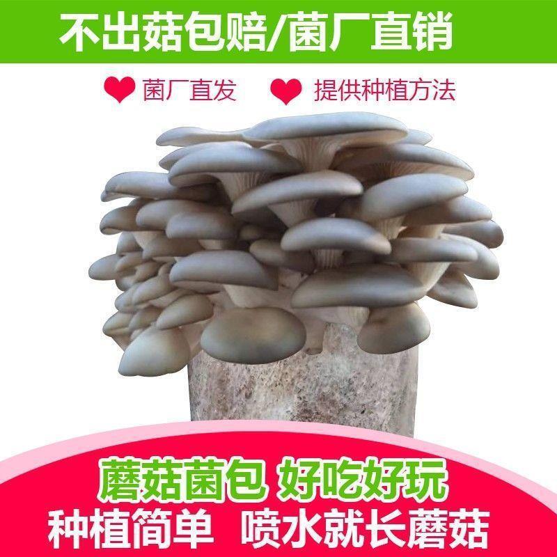 No Compensation Included, Mushroom Cultivation, Oyster Mushroom Large Mushroom Bag Stick, Potted Edible Mushroom Home Planting Package, Interesting Balcony No Compensation Included, Mushroom Cultivation, Oyster Mushroom Large Mushroom Bag Stick, Potted Edible Mushroom Home Planting Package, Interesting Balcony